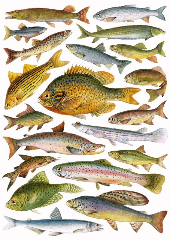 Peixe de Água Doce - Canadense de English School