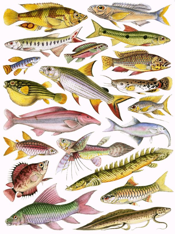 Peixes de água doce do Império - Africano de English School