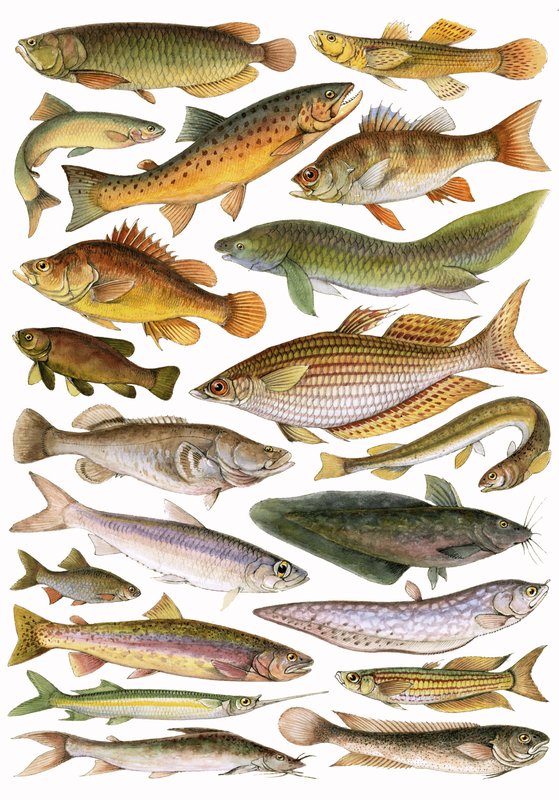 Peixes de Água Doce do Império - Região da Austrália de English School