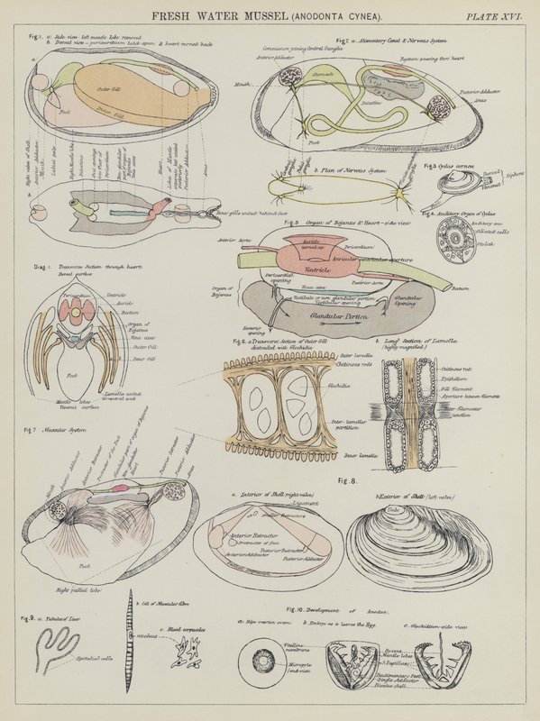 Mexilhão de água doce, Anodonta Cynea (litografia a cores) de English School