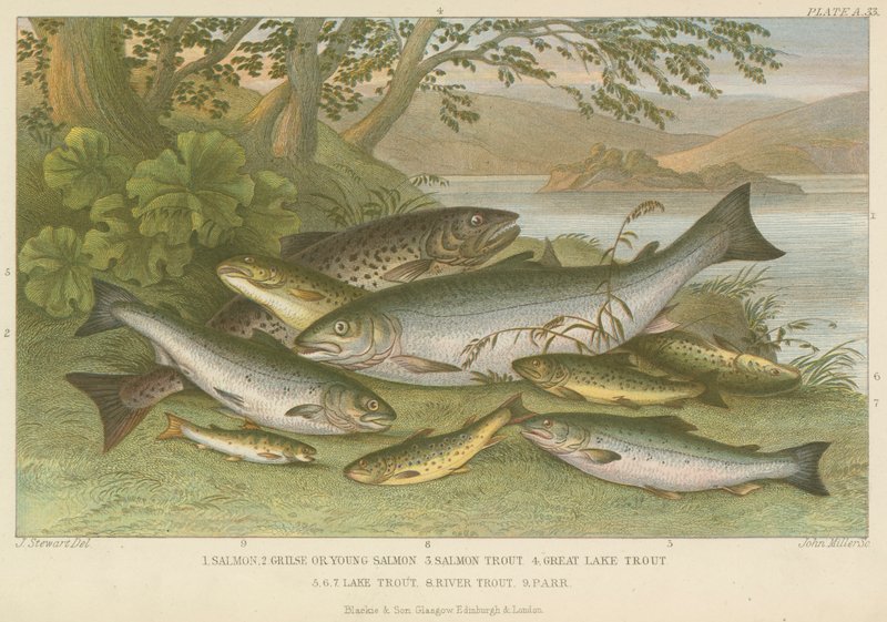 Peixe de água doce (gravura colorida) de English School