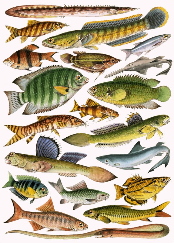Peixes de água doce do Império - Índia de English School