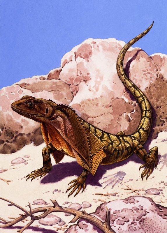 Lagarto Frilled de English School
