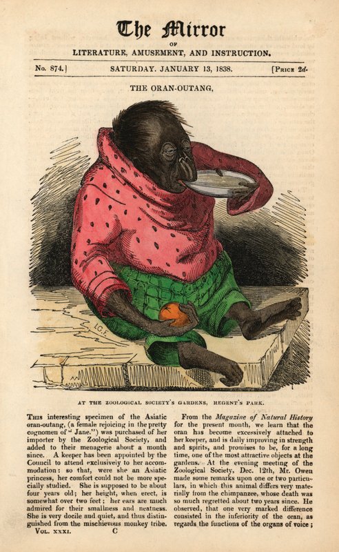 Primeira página do The Mirror de 13 de janeiro de 1838 celebrando a chegada de um orangotango aos Jardins da Sociedade Zoológica no Regent
