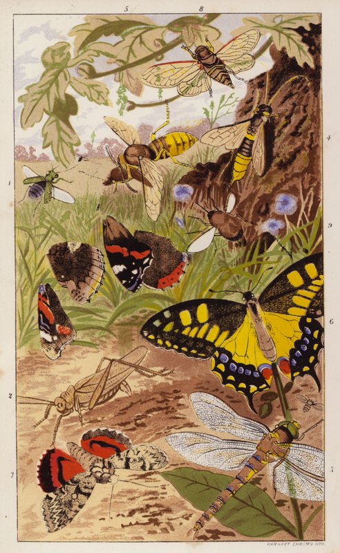 Frontispício para Insectos em Casa de J G Wood (litografia a cores) de English School