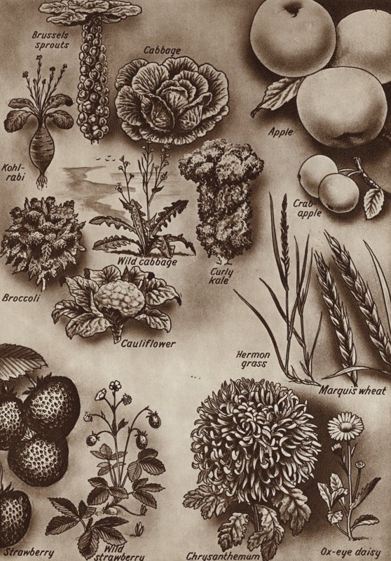 Frutas, legumes e flores e as variedades selvagens a partir das quais foram cultivadas (litho) de English School