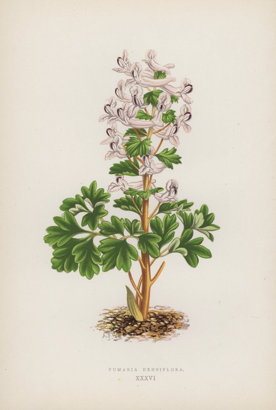 Fumaria Densiflora (colour litho) de English School