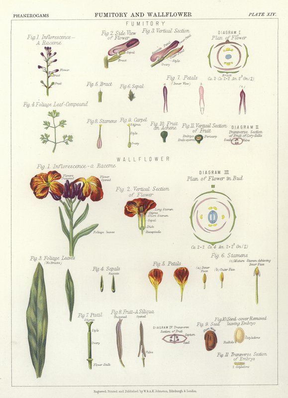Fumitory e Wallflower de English School