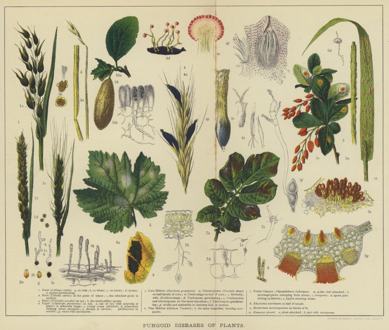 Doenças fúngicas das plantas (litografia a cores) de English School