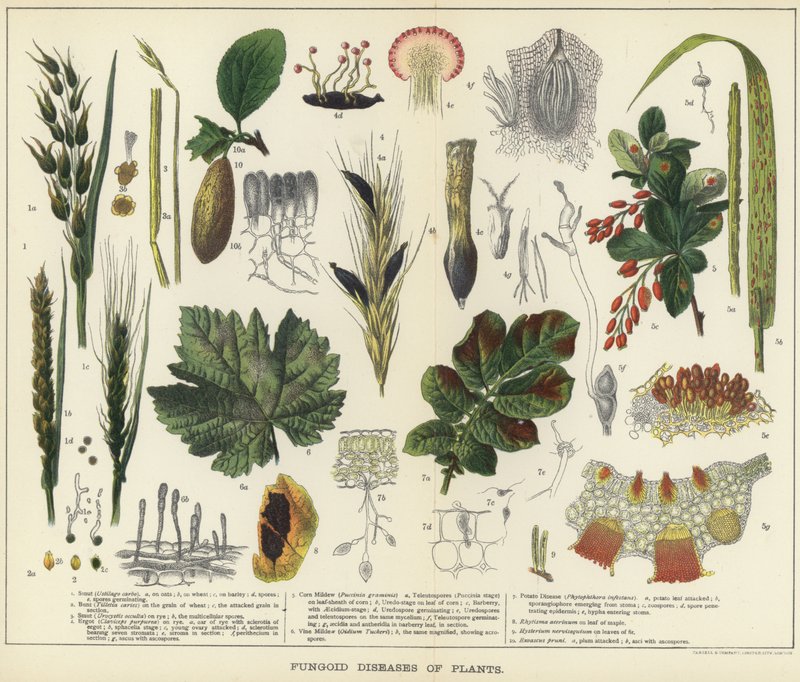 Doenças fungóides de plantas de English School