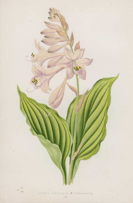 Funkia Undulata; B Variegata (litografia a cores) de English School