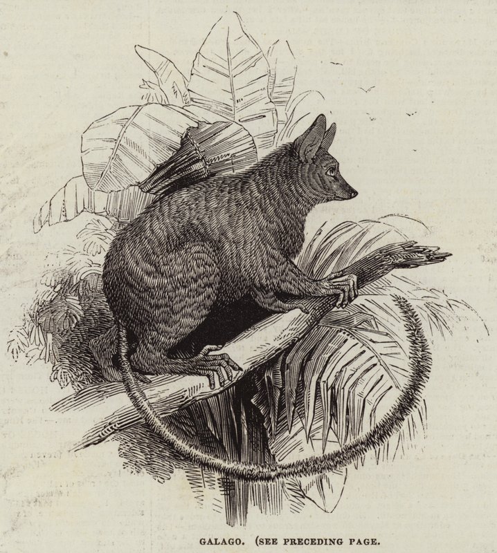 Galago (gravura) de English School