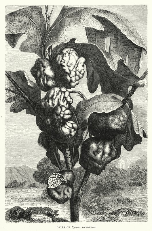 Galhas de Cynips terminalis (gravura) de English School