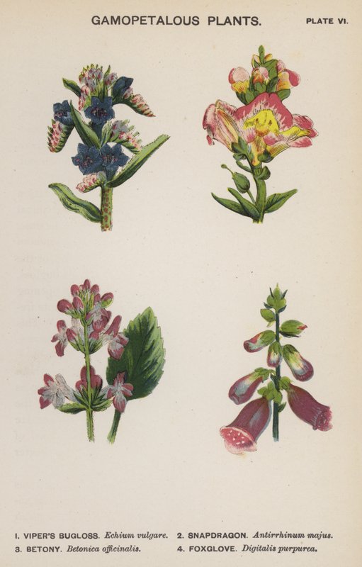 Plantas Gamopétalas (lito colorido) de English School