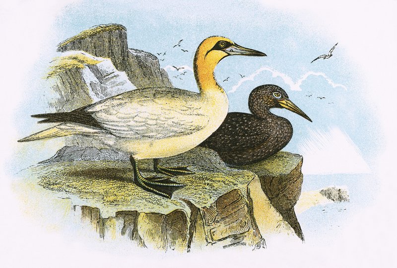 Gannet de English School