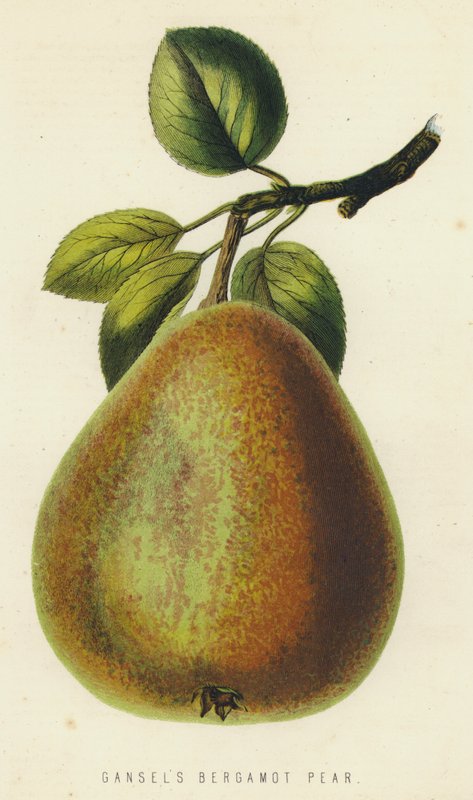 Pêra de Bergamota de Gansel de English School