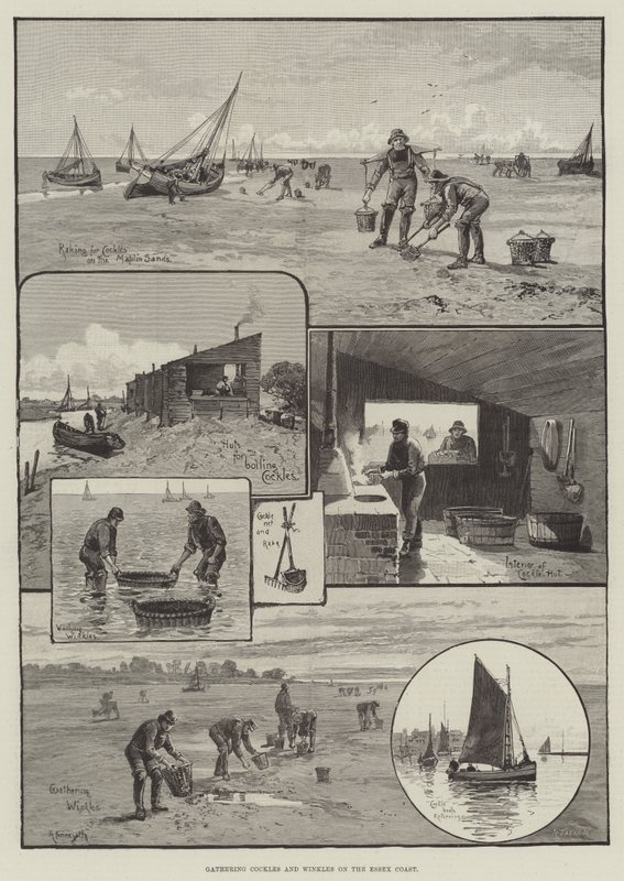 Recolhendo Cockles and Winkles on the Essex Coast (gravura) de English School