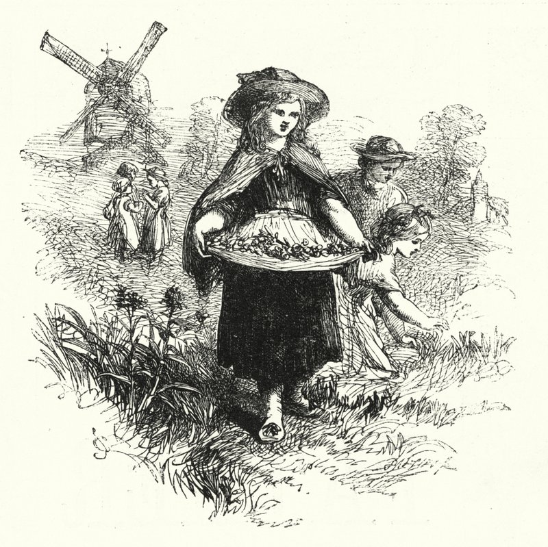 Recolhimento de Cowslips (gravação) de English School