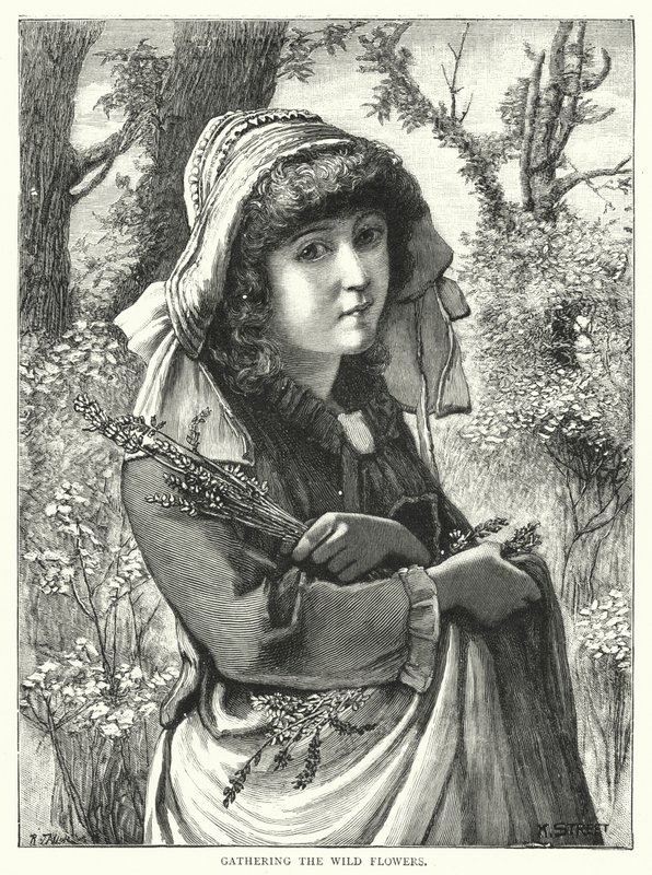 Apanhar as flores silvestres (gravura) de English School