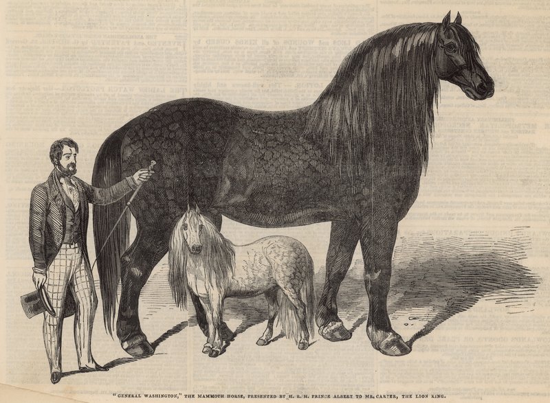 General Washington, o cavalo gigantesco de English School