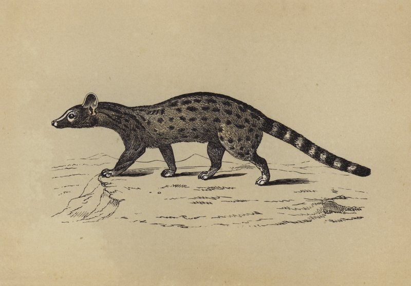Genet (litografia a cores) de English School