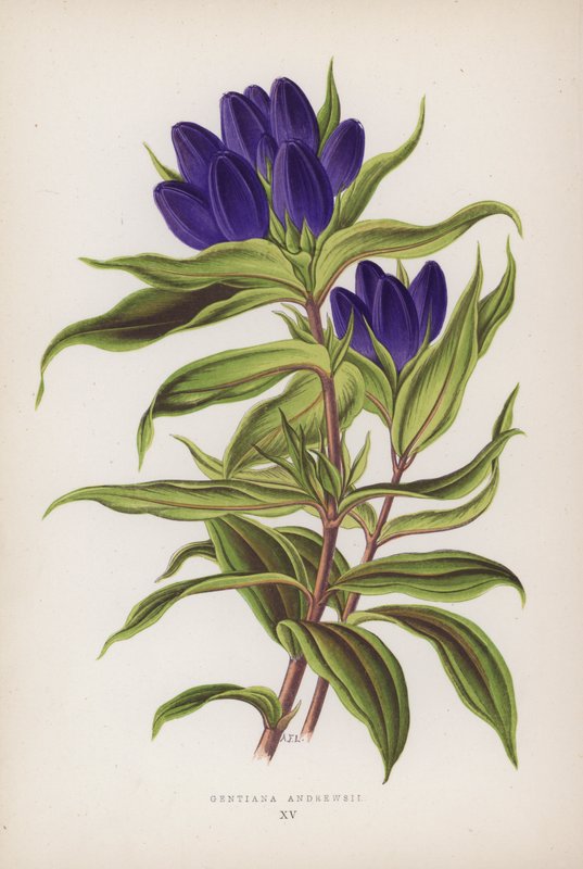 Gentiana Andrewsii (litografia a cores) de English School