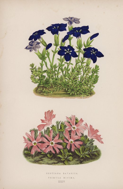 Gentiana Bavarica; Primula Minima (lito colorido) de English School
