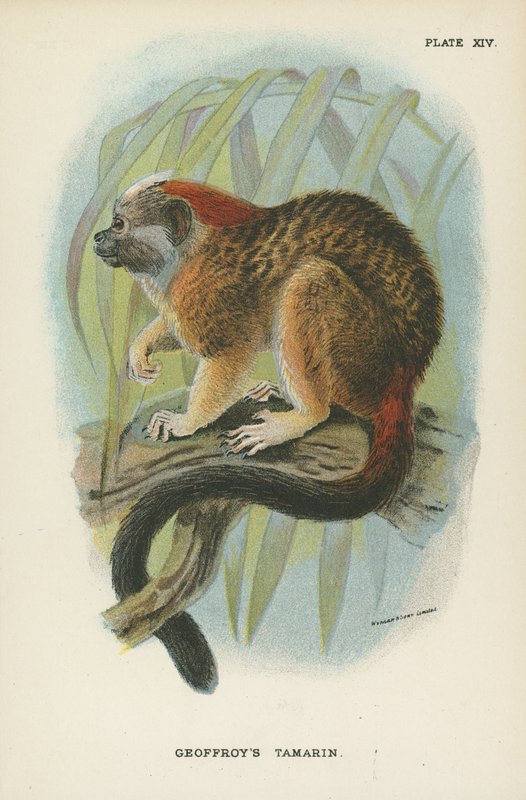 Tamarin Geoffroys de English School