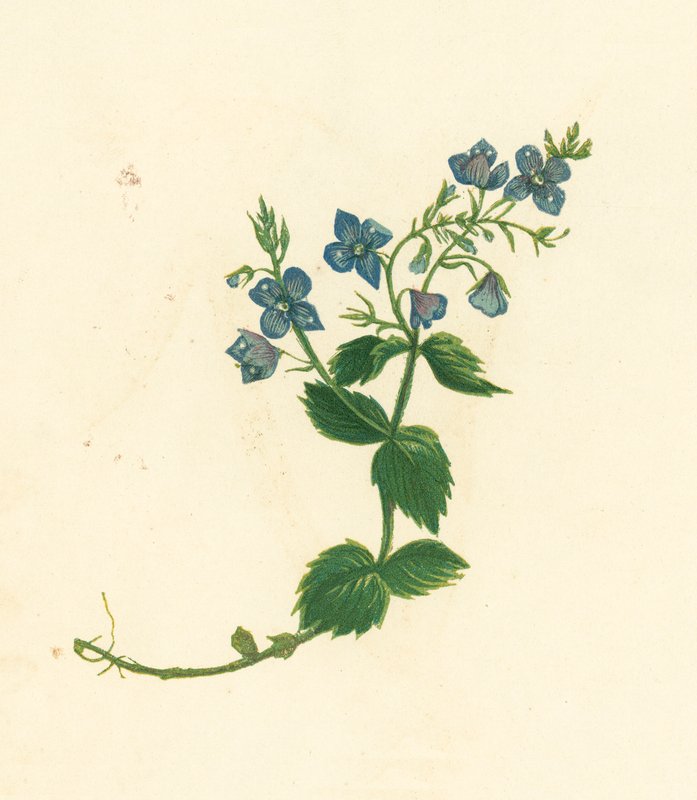 Germander Speedwell, Veronica Chamaedrys (litografia a cores) de English School
