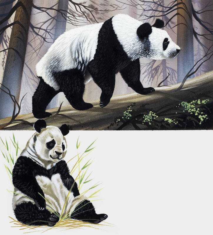 Panda gigante de English School