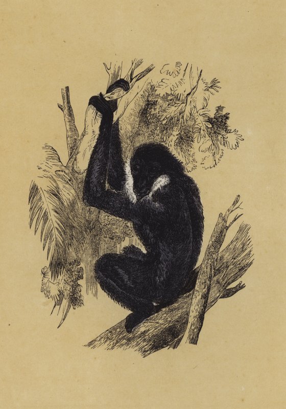 Gibão (cor litho) de English School