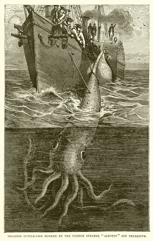 Peixe-Chita Gigantesco Enganchado pelo Navio Francês Alecton Off Teneriffe de English School