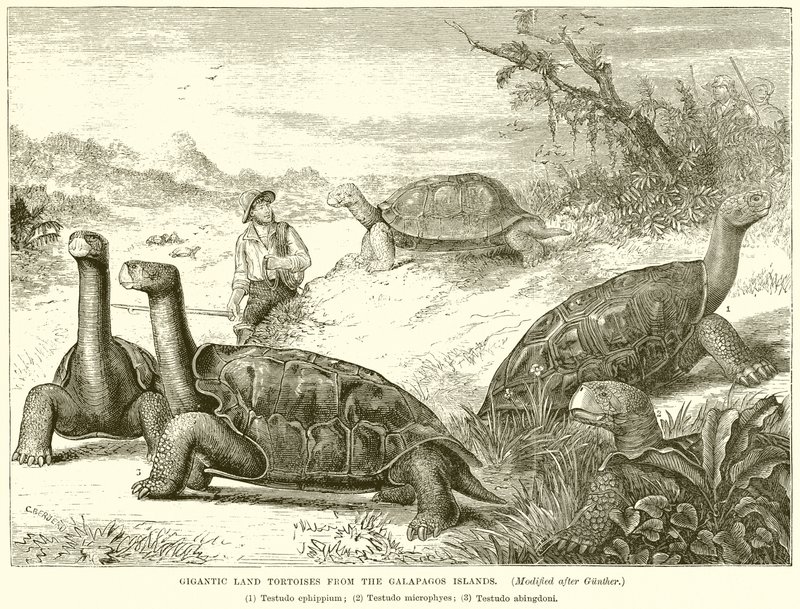 Tartarugas terrestres gigantescas das Ilhas Galápagos de English School