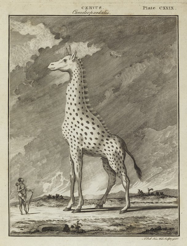 Girafa (Cervus camelopardalis) de English School
