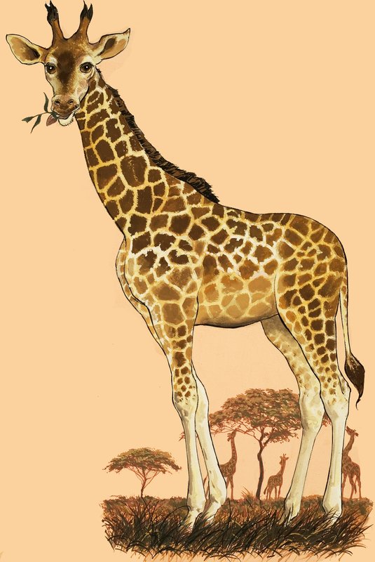 Girafa de English School