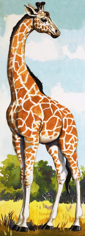 Girafa de English School