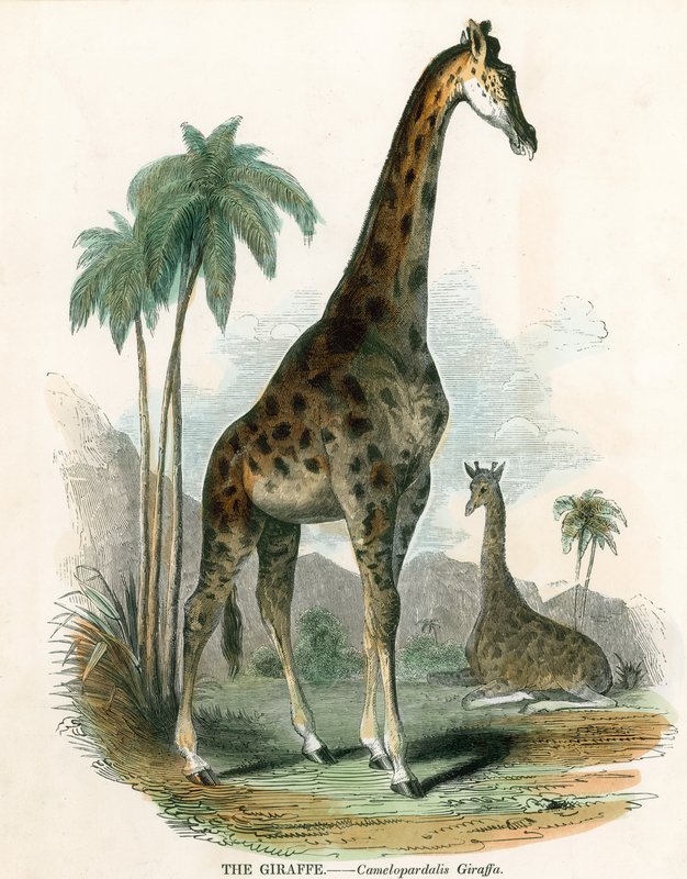 Girafa de English School