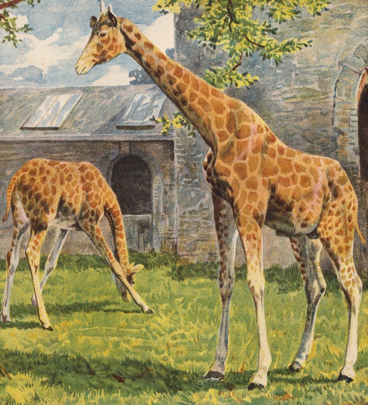 Girafas (litografia a cores) de English School