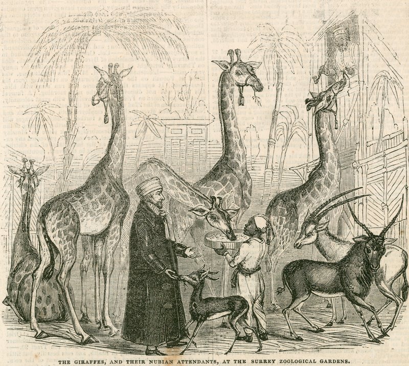 Girafas e seus assistentes núbios nos Jardins Zoológicos de Surrey, Londres de English School