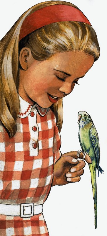 Menina, com, budgerigar de English School