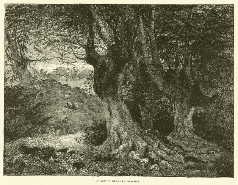 Clareira em Burnham Beeches (gravura) de English School