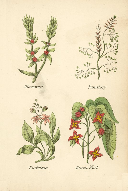 Erva-de-vidro, Fumitory, Buckbean, Baren Wort (litografia a cores) de English School