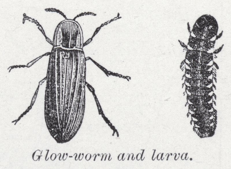 Minhoca luminosa e larva (litho) de English School