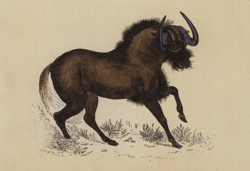 Gnu (litografia a cores) de English School