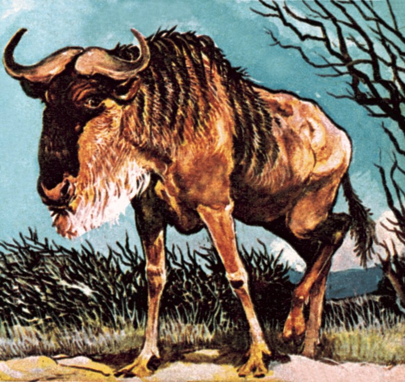 Gnu ou wilderbeast de English School