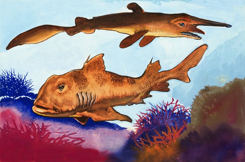 Tubarão Goblin e Port Jackson Shark de English School