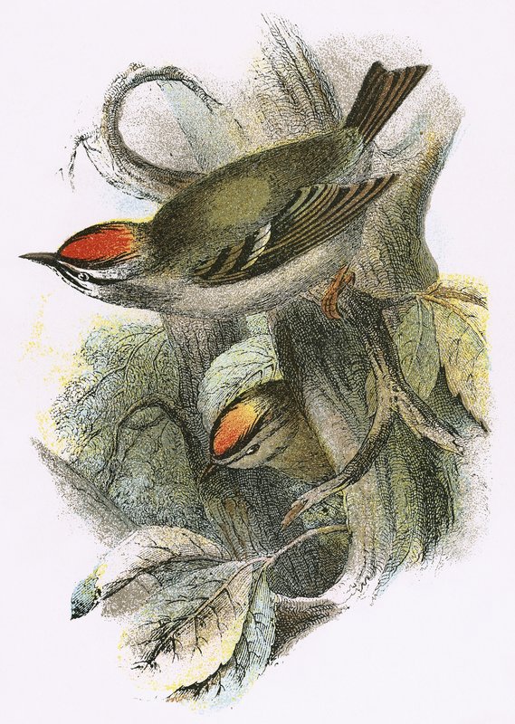Goldcrest (inferior) e Firecrest (superior) de English School