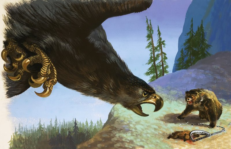 Golden Eagle ataca urso por animal em armadilha de English School