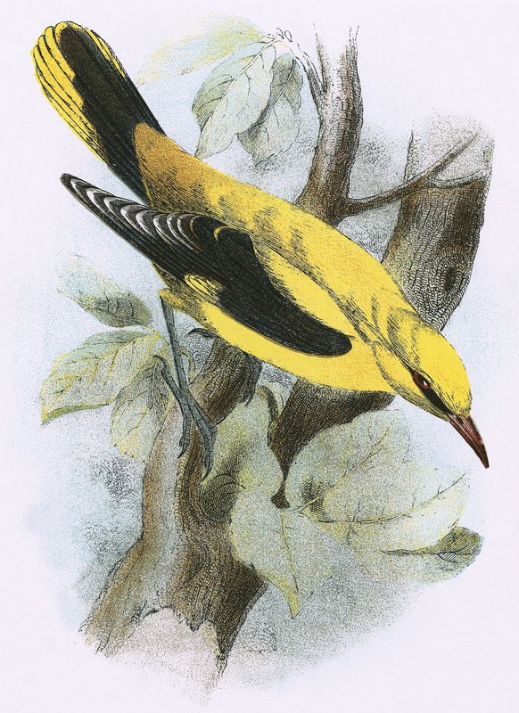 Oriole dourado de English School