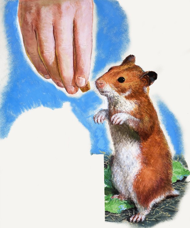 Hamster dourado de English School